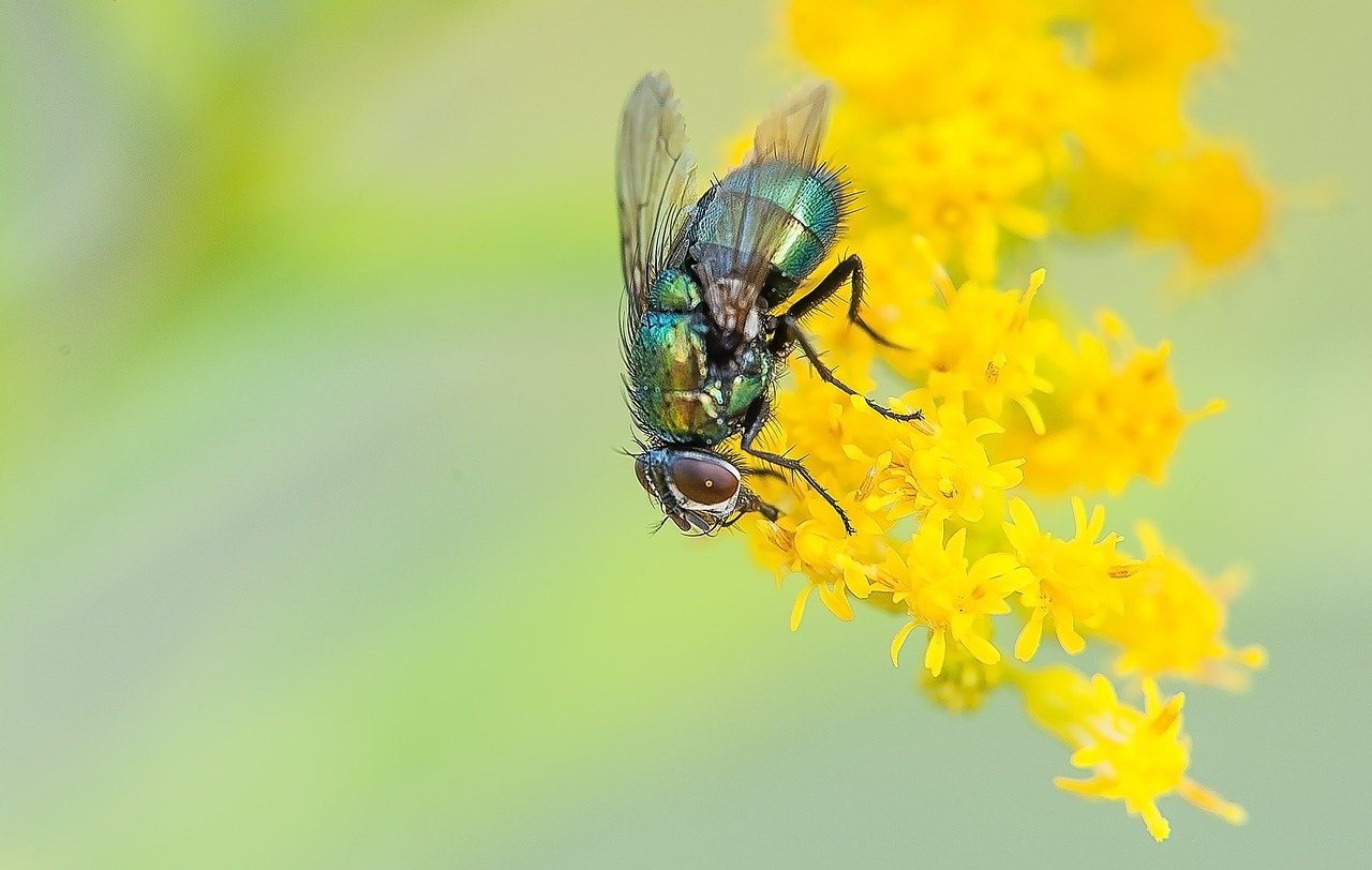 How To Keep Flies Out Of Your House and Yard Yard Maintenance