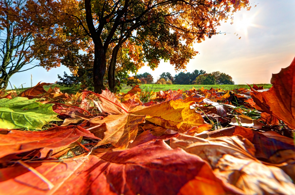 Raking leaves
