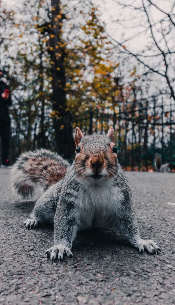 Squirrels in Your Michigan Yard Should You Worry? Does Your Dog Poop