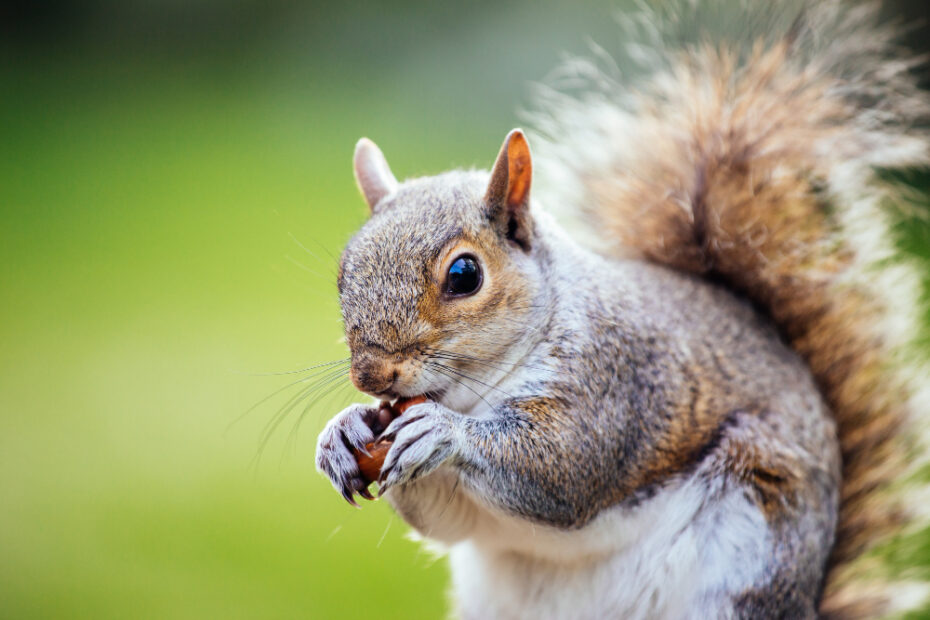 Squirrels in Your Michigan Yard Should You Worry? Does Your Dog Poop