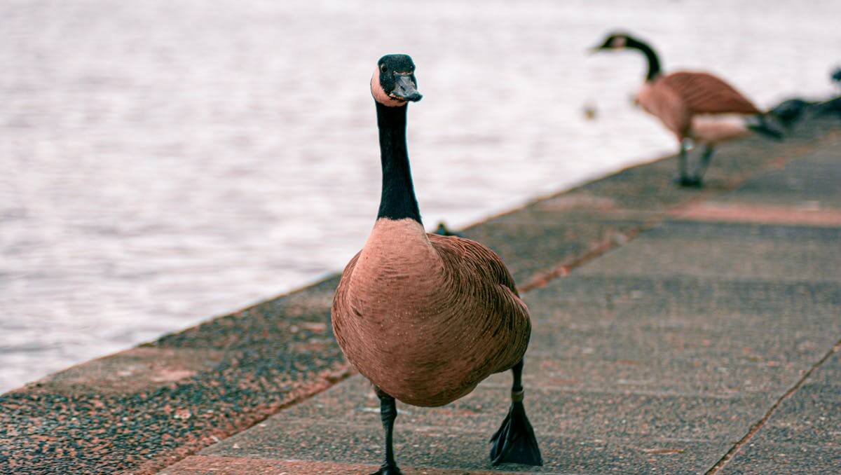 goose poop