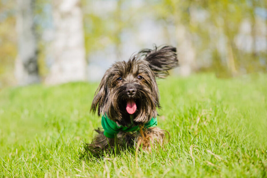 dog poop