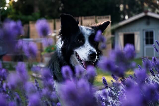 pooping in the garden