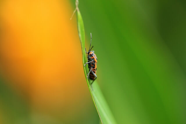 Chinch Bug Control