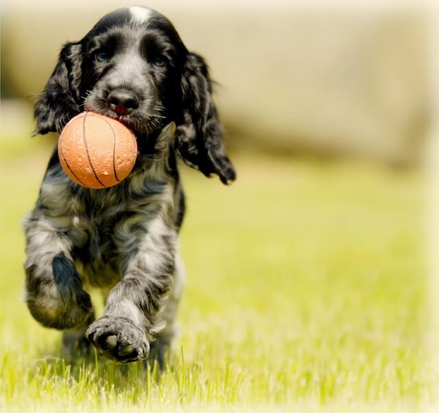 dog poop cleanup health risks