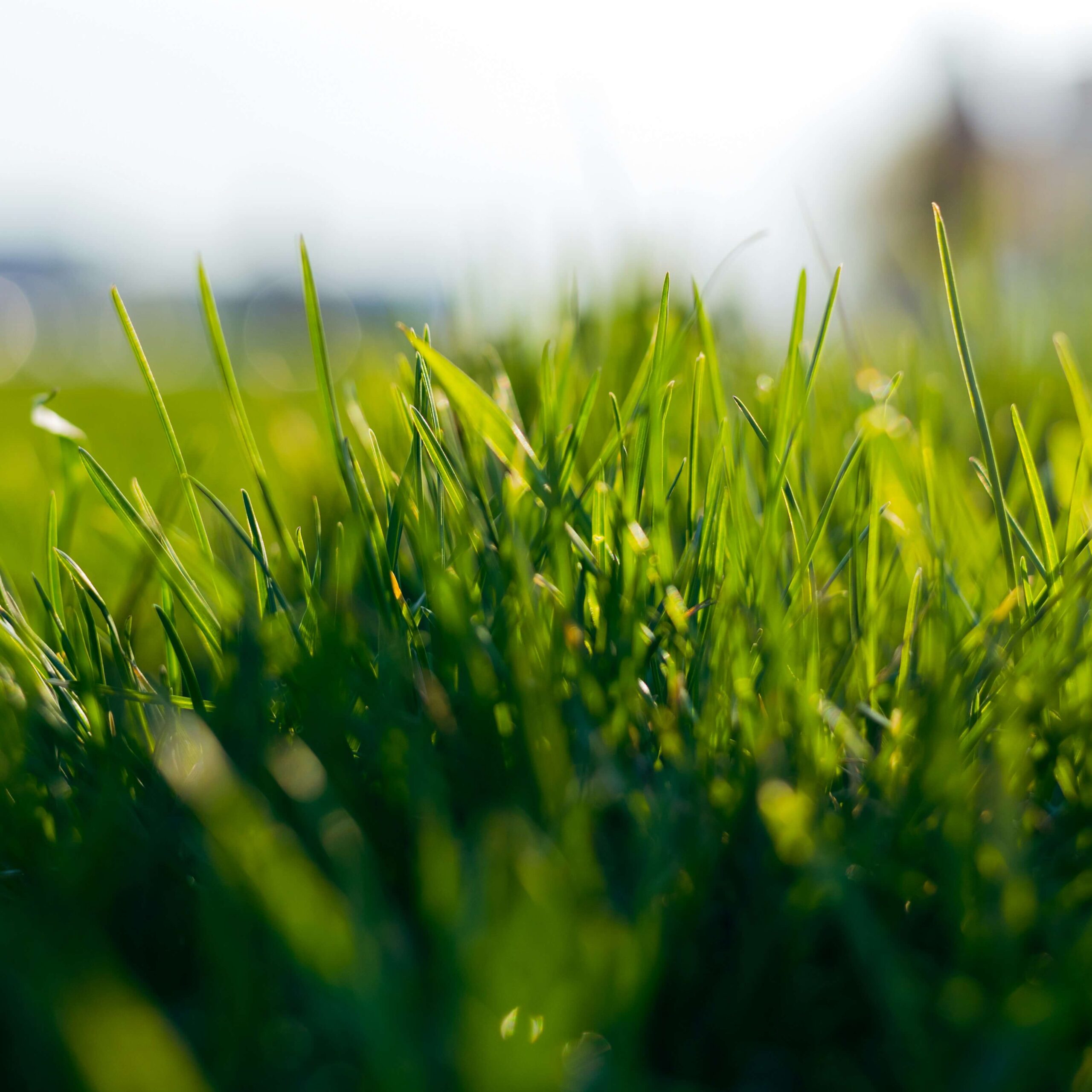 grub control lawn repair service