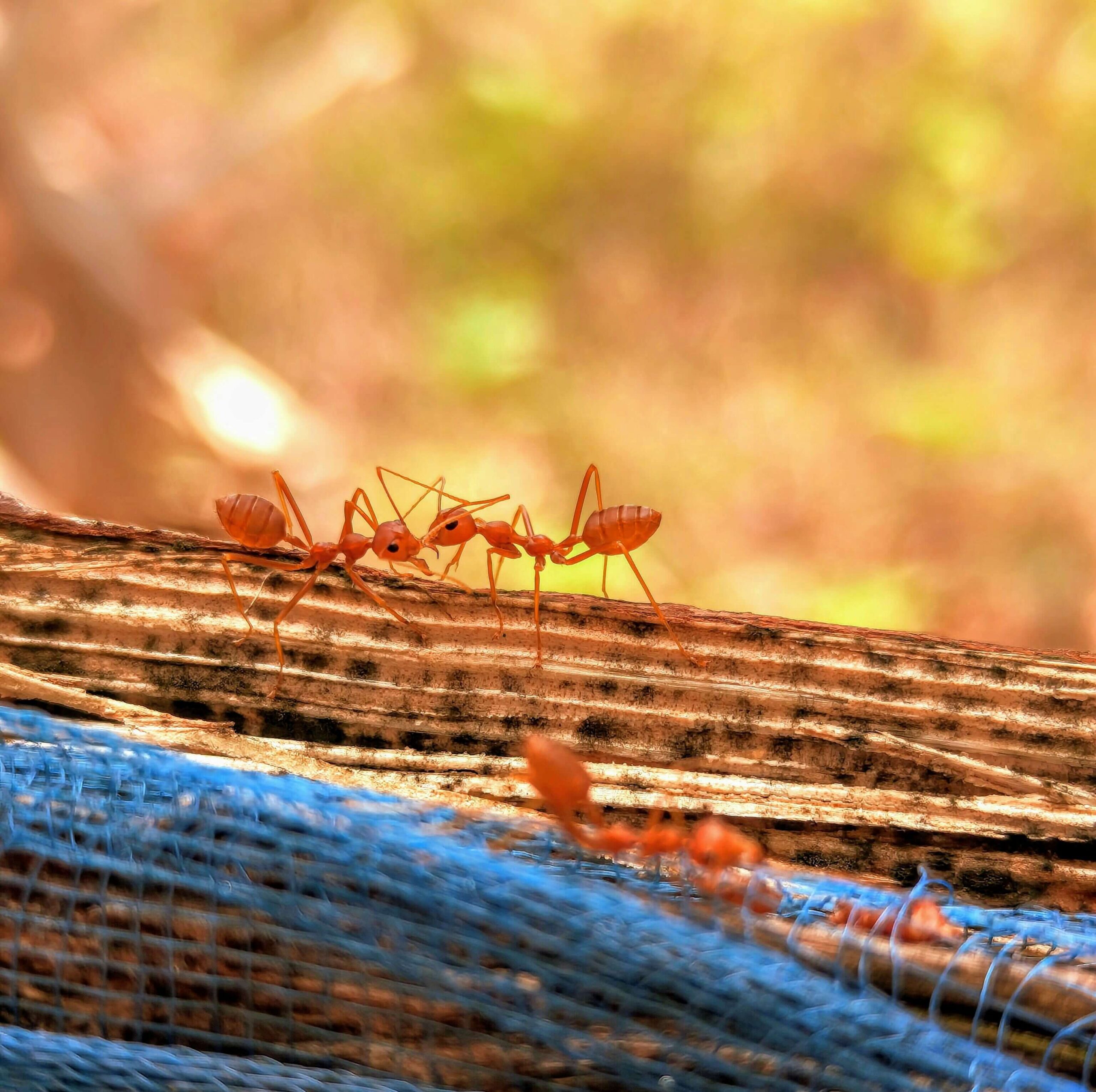 Lawn Ant Control