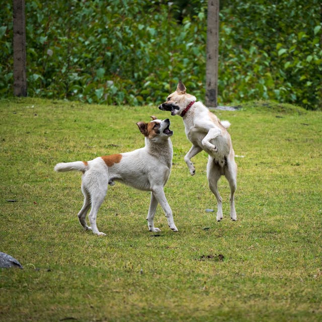 Pet-Safe Grub Control