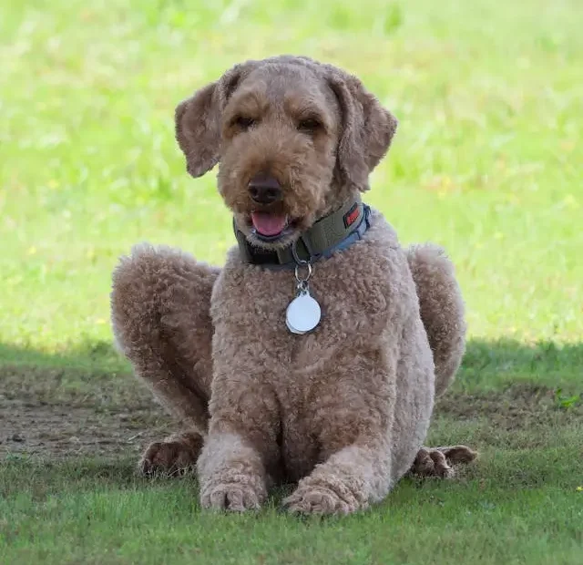 pet safe lawn pest control in Orlando Florida