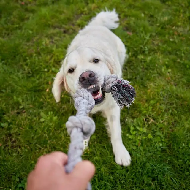 pet safe lawn pest control in Tampa