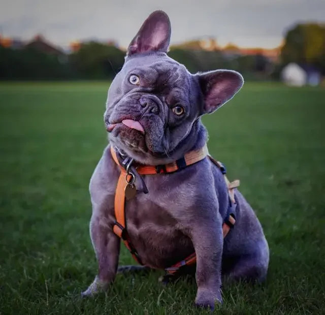 pet safe lawn pest control in Tampa