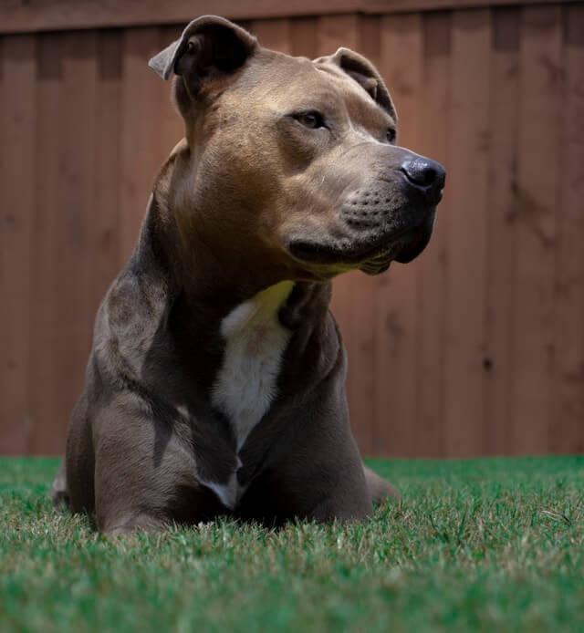 tick treatment service in backyard