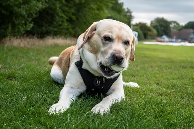 pet safe lawn pest control in Tampa
