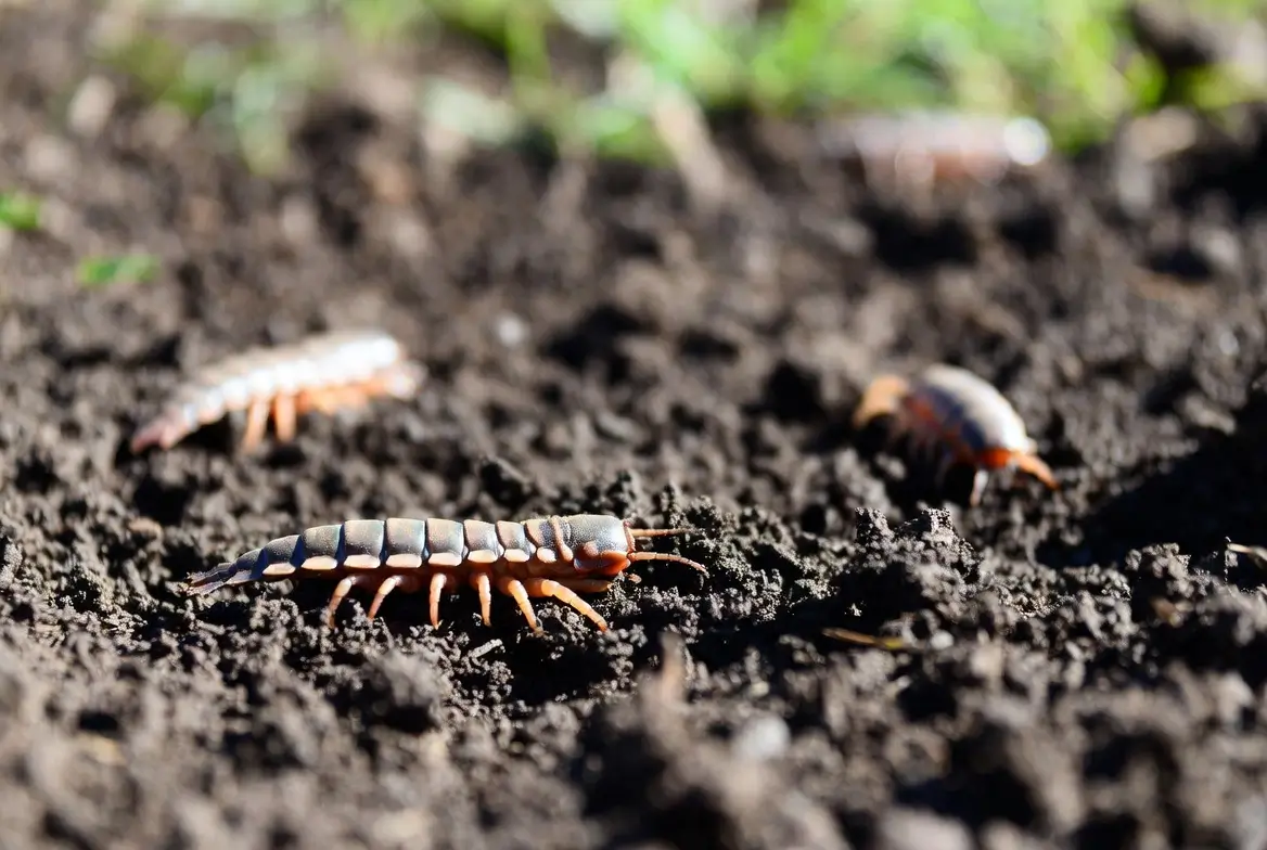 grubs
