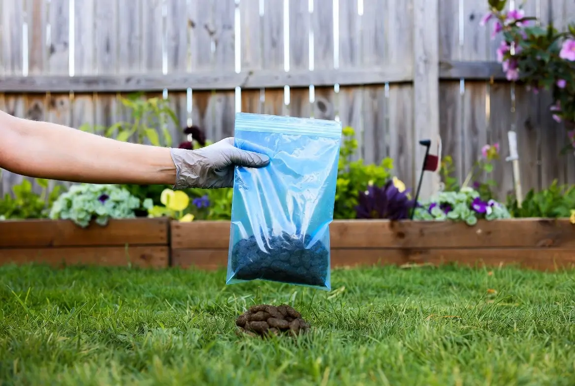 Clean yard after professional pet waste removal service