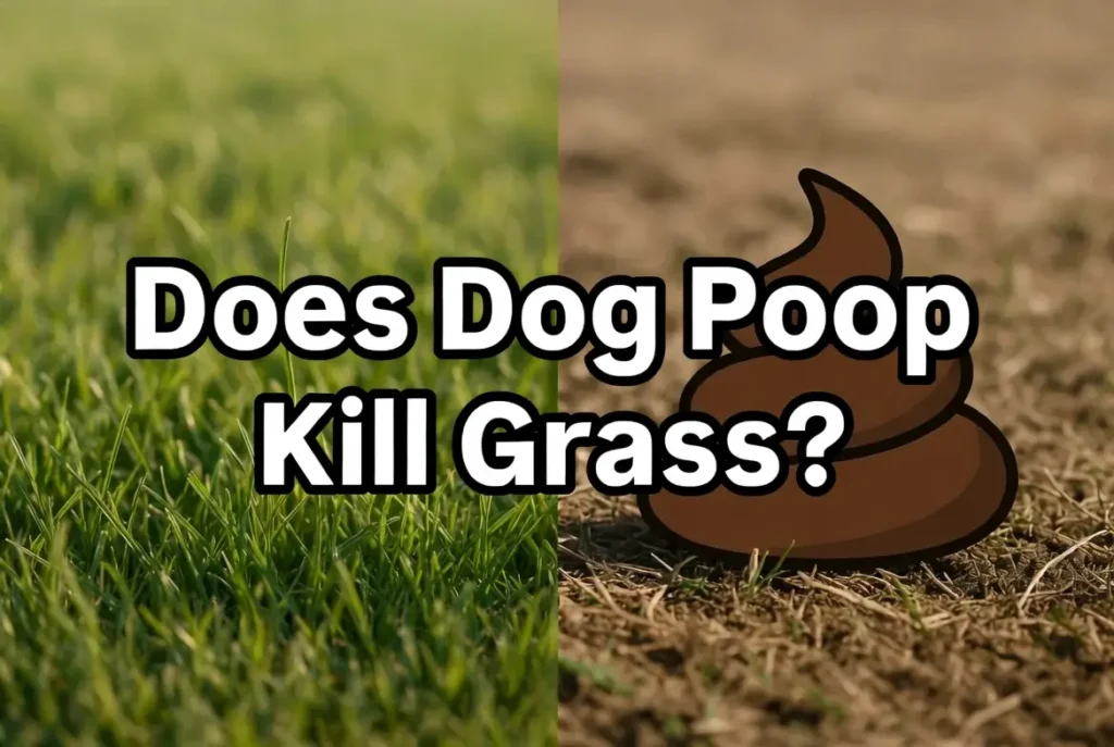 dog poop kills grass