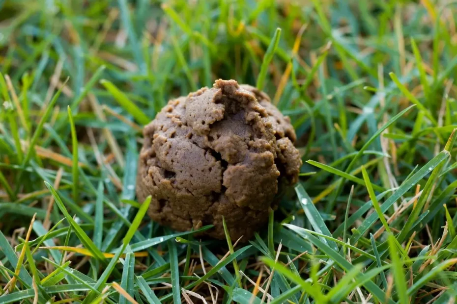 dog poop kill grass